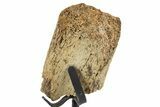 Fossil Hadrosaur Limb Bone Section w/ Metal Stand - South Dakota #339915-2